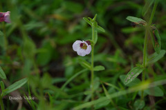 Centranthera indica